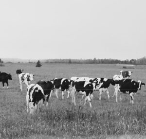 L’Algérie diversifie ses approvisionnements : une ouverture stratégique vers les bovins ukrainiens