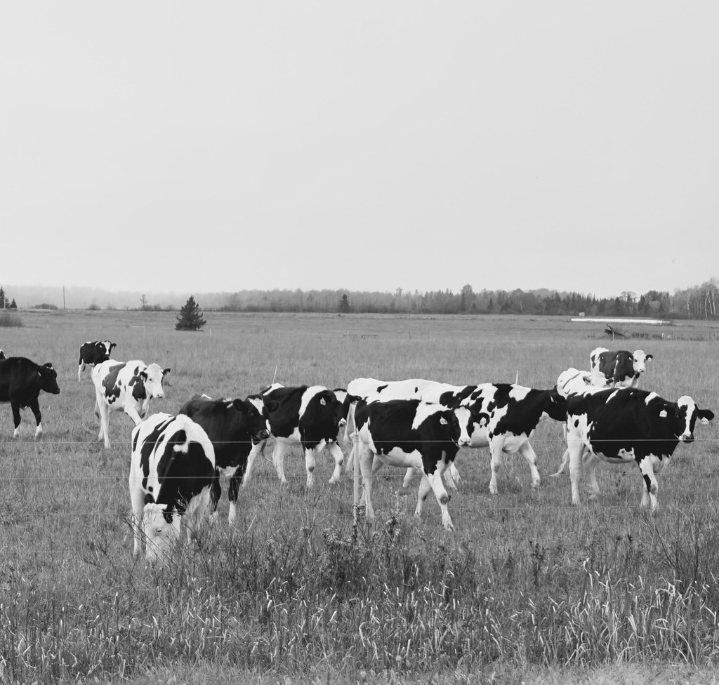 You are currently viewing L’Algérie diversifie ses approvisionnements : une ouverture stratégique vers les bovins ukrainiens